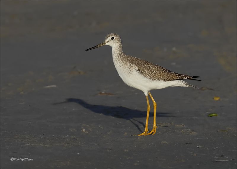 Greater Yellowlegs, S. Padre Island, TX, 1-14-2024_IMG_7843Dz.jpg