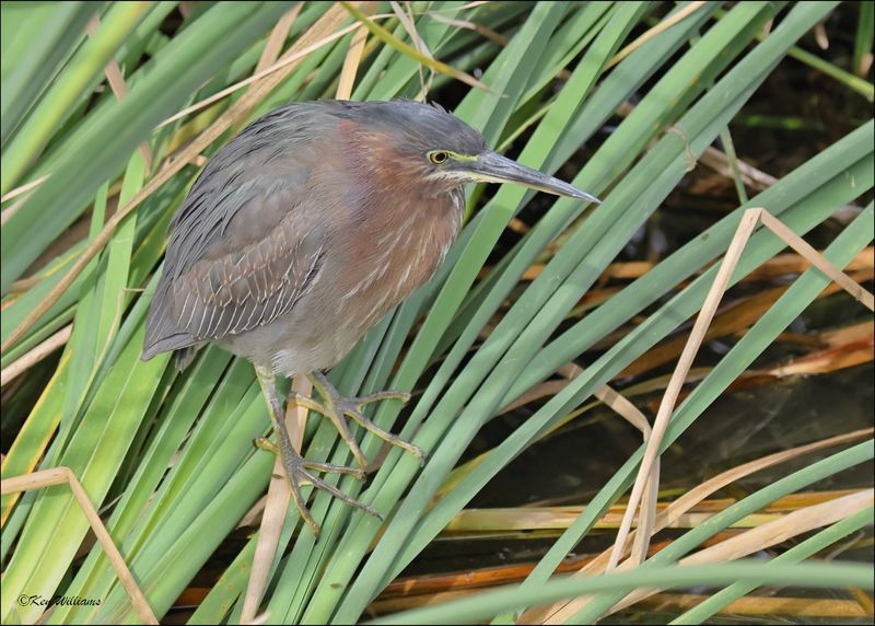 Green Heron, S. Padre Island, TX, 1-13-2024_4165Dz.jpg