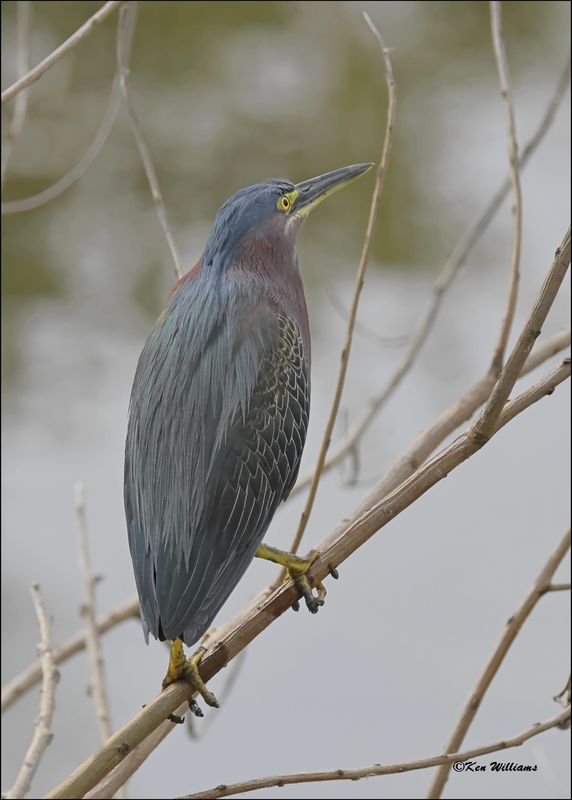 Green Heron, S. Padre Island, TX, 1-13-2024_5251Dz.jpg
