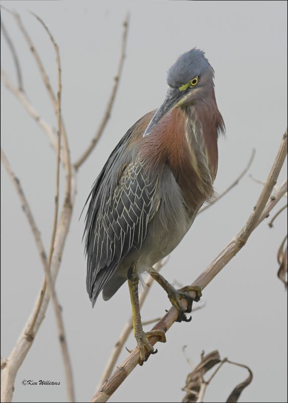 Green Heron, S. Padre Island, TX, 1-13-2024_5287Dz.jpg