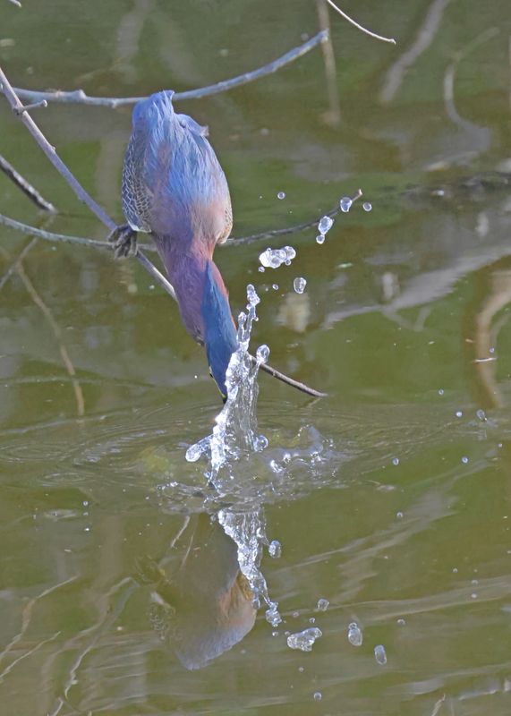 Green Heron, S. Padre Island, TX, 1-13-2024_5357Dz.jpg