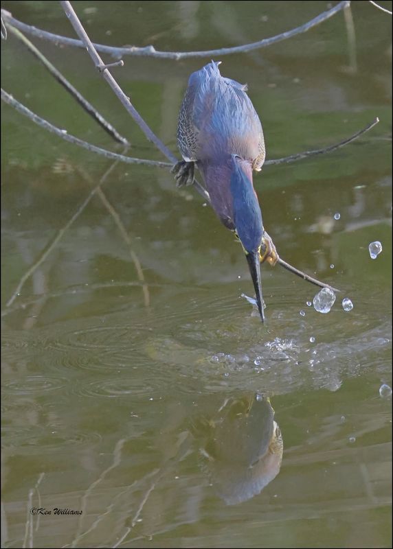 Green Heron, S. Padre Island, TX, 1-13-2024_5360Dz.jpg