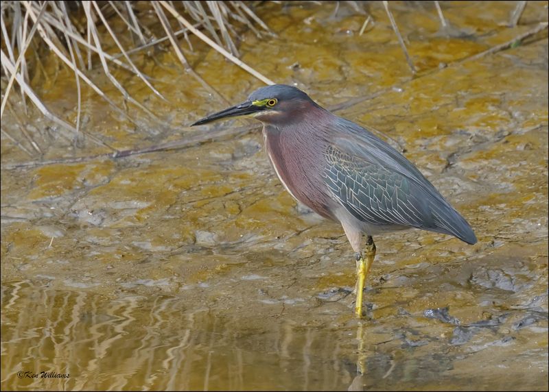 Green Heron, S. Padre Island, TX, 1-13-2024_IMG_5156Dz.jpg