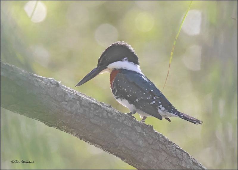 Green Kingfisher male, Hugh Ramsey Nature Park, TX, 1-9-2024_9100Dz.jpg