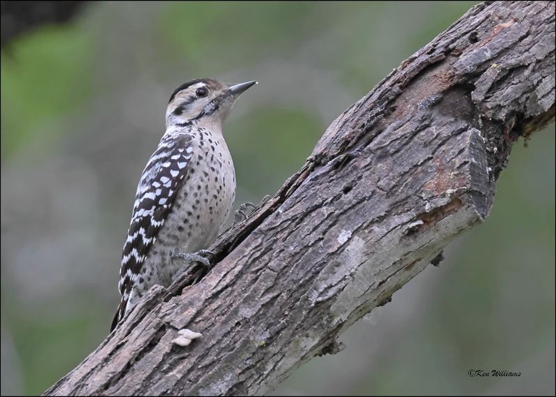 Ladder-backed Woodpecker female, Salineno, TX, 1-15-2024_8906Dz.jpg