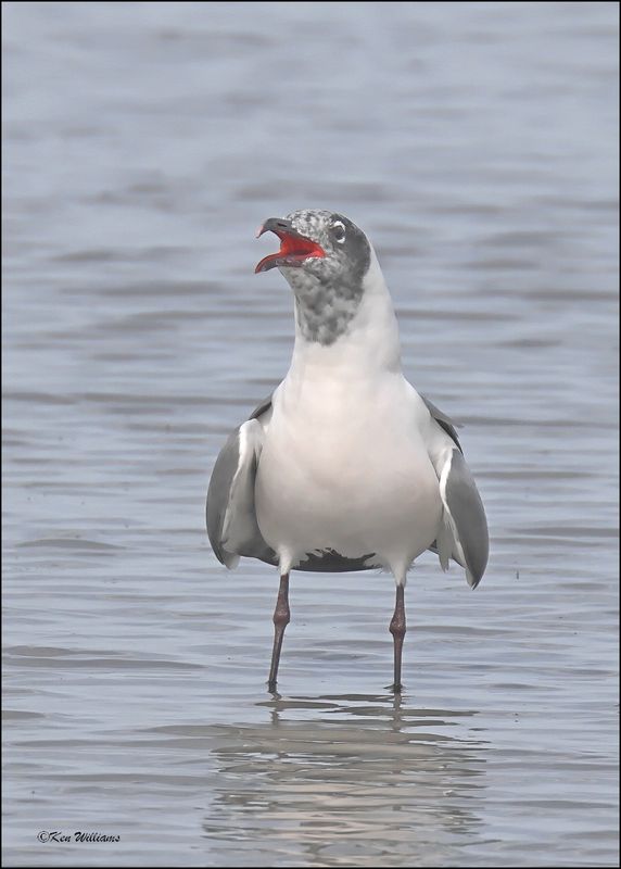 Laughing Gull, S. Padre Island, TX, 1-13-2024_3614Dz.jpg