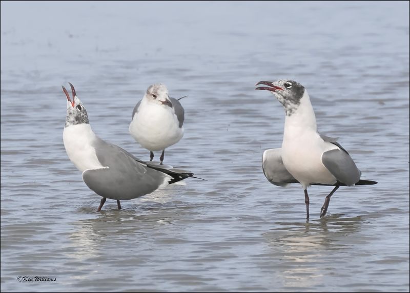 Laughing Gull, S. Padre Island, TX, 1-13-2024_3624Dz.jpg