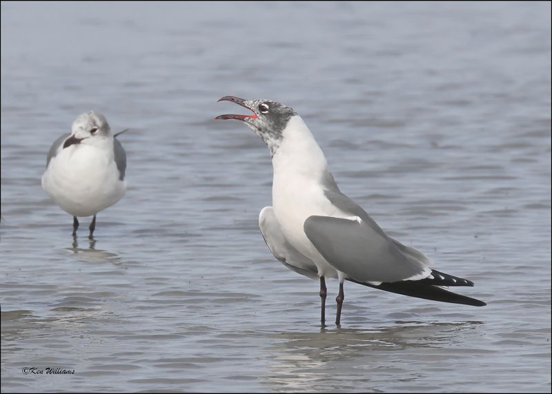 Laughing Gull, S. Padre Island, TX, 1-13-2024_3628Dz.jpg