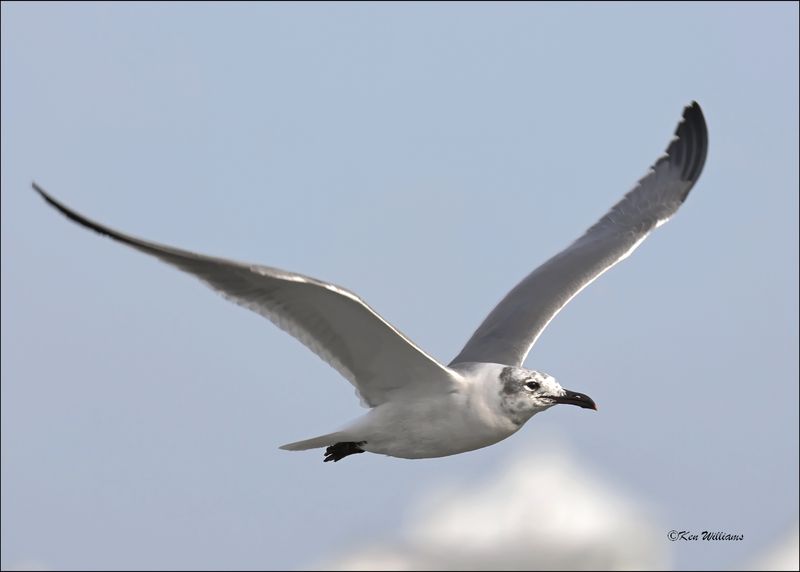 Laughing Gull, S. Padre Island, TX, 1-13-202_3112Dz.jpg