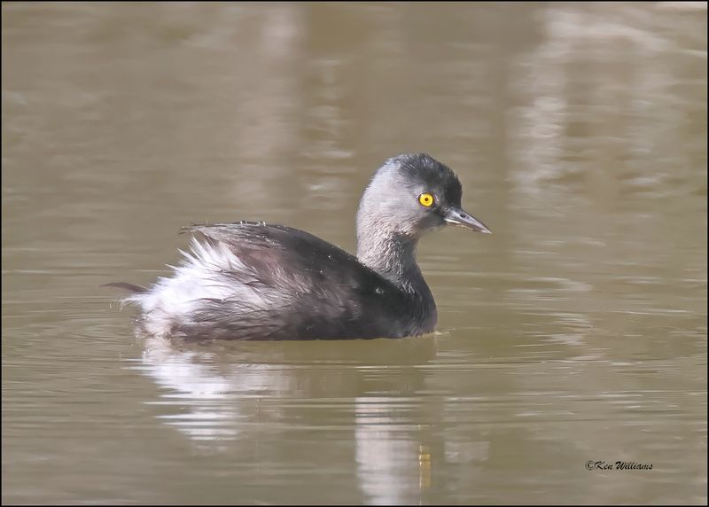 Least Grebe, Hugh Ramsey Nature Park, TX, 1-9-2024_9053Dz.jpg