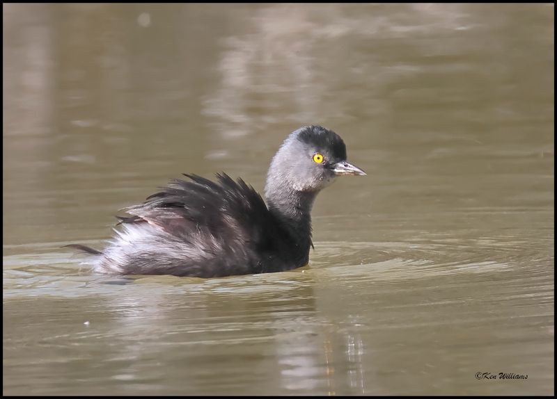 Least Grebe, Hugh Ramsey Nature Park, TX, 1-9-2024_9064Dz.jpg