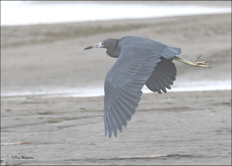 Little Blue Heron, S. Padre Island, TX, 1-13-2024_2141Dz.jpg