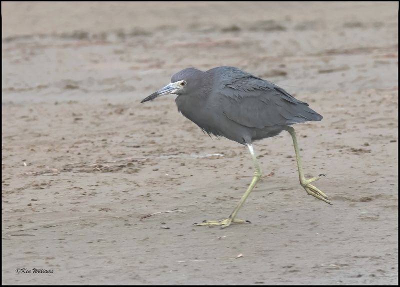 Little Blue Heron, S. Padre Island, TX, 1-13-2024_2372Dz.jpg