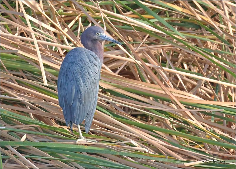 Little Blue Heron, S. Padre Island, TX, 1-13-2024_6268Dz.jpg