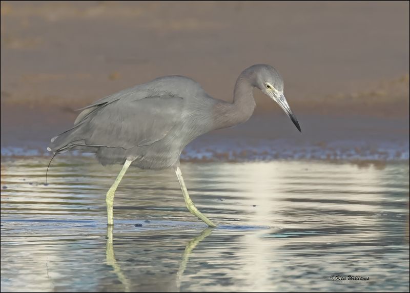 Little Blue Heron, S. Padre Island, TX, 1-14-2024_7351Dz.jpg