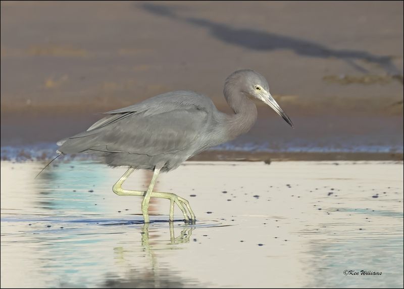 Little Blue Heron, S. Padre Island, TX, 1-14-2024_7363Dz.jpg