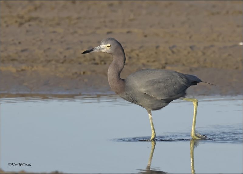 Little Blue Heron