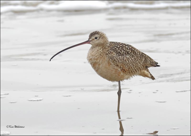 Long-billed Curlew, Bolivar Flats, TX, 1-18-2024_1613Dz.jpg