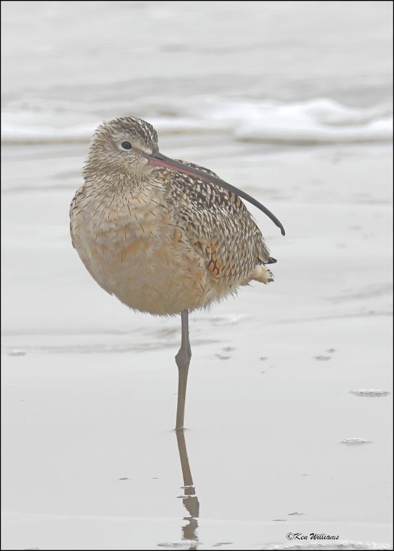 Long-billed Curlew, Bolivar Flats, TX, 1-18-2024_1614Dz.jpg