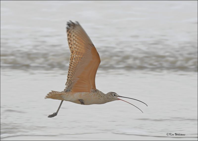 Long-billed Curlew, Bolivar Flats, TX, 1-18-2024_1626Dz.jpg