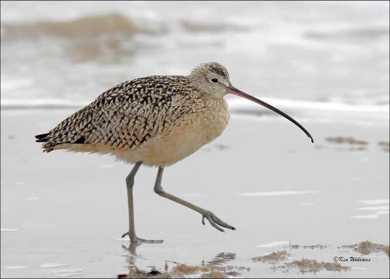 Long-billed Curlew, Bolivar Flats, TX, 1-18-2024_1770Dz.jpg