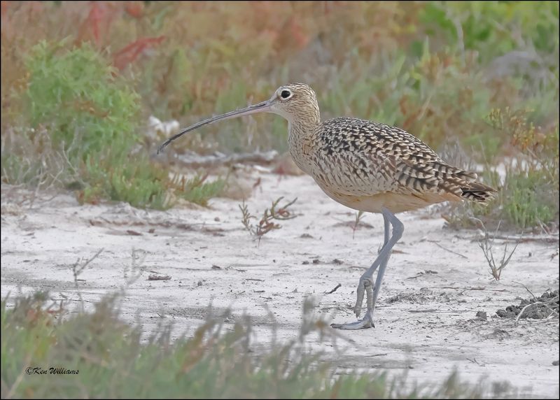 Long-billed Curlew, Brownsville, TX, 1-12-2024_1133Dz.jpg