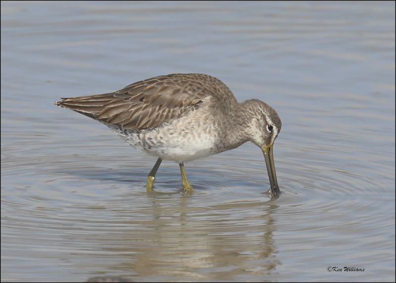 Long-billed Dowitcher, Port Lavaca, TX, 1-17-20241101Dz.jpg