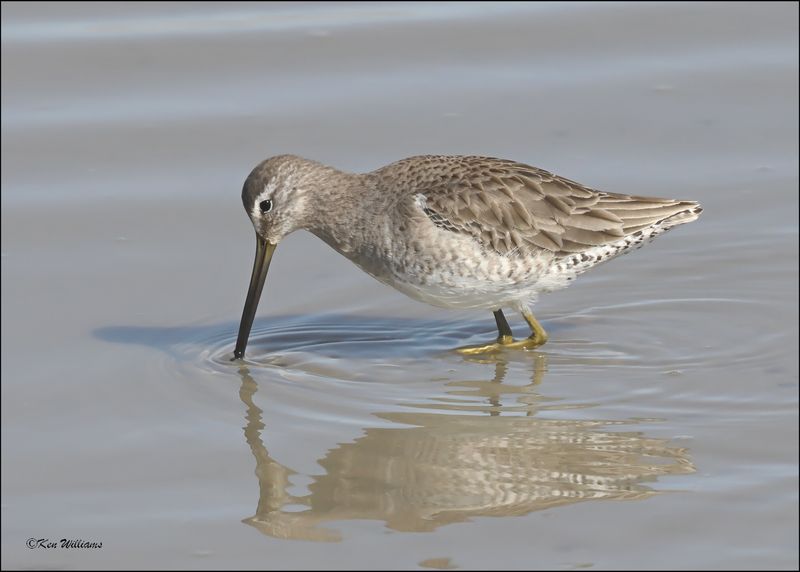 Long-billed Dowitcher, Port Lavaca, TX, 1-17-2024_1320Dz.jpg