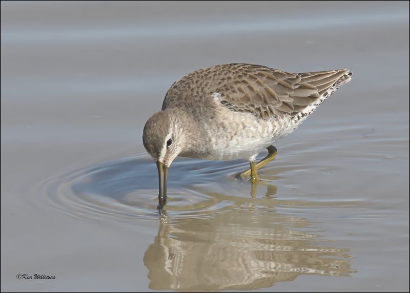 Long-billed Dowitcher, Port Lavaca, TX, 1-17-2024_1323Dz.jpg