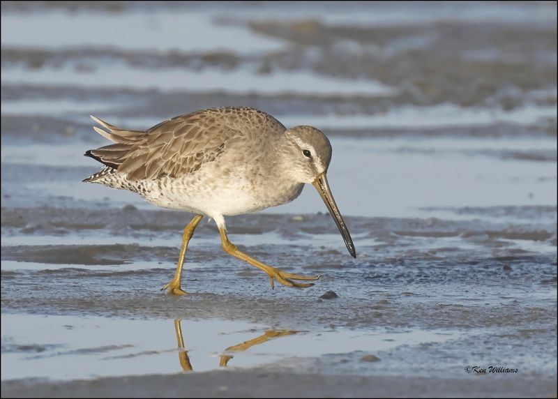 Long-billed Dowitcher, S. Padre Island, TX, 1-14-2024_7999Dz.jpg