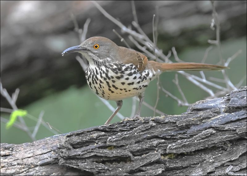 Long-billed Thrasher,, Salineno, TX, 1-15-2024_9032Dz.jpg