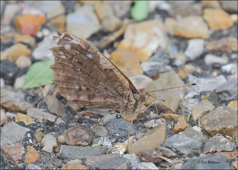 Mexican Bluewing, Myscelia ethusa, Resaca de la Palma SP, TX, 1-10-2024_9911Dz.jpg