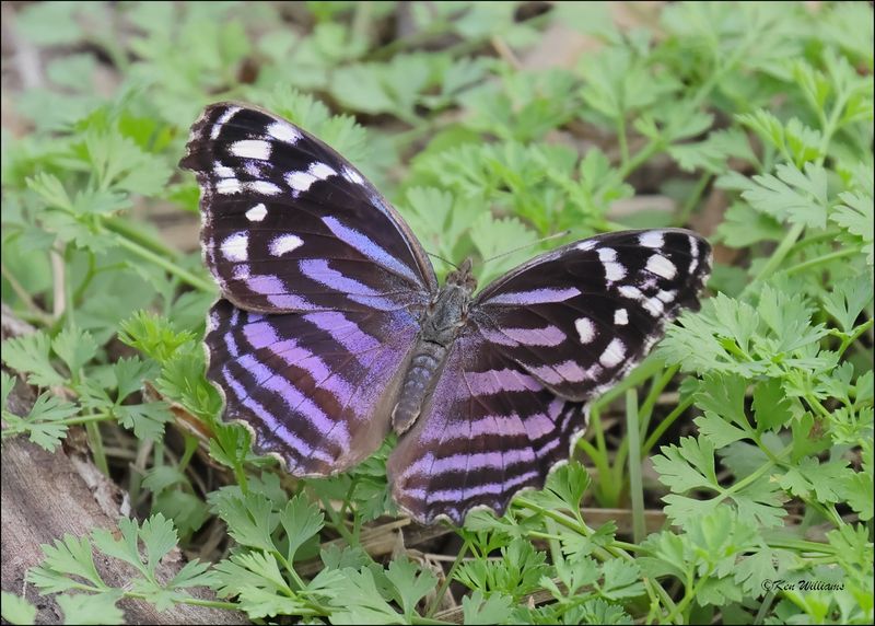 Brush-footed Butterflies - Longwings, Fritillaries, Crescents, Checkerspots, Satyrs, Snouts & Typical Brushfoots