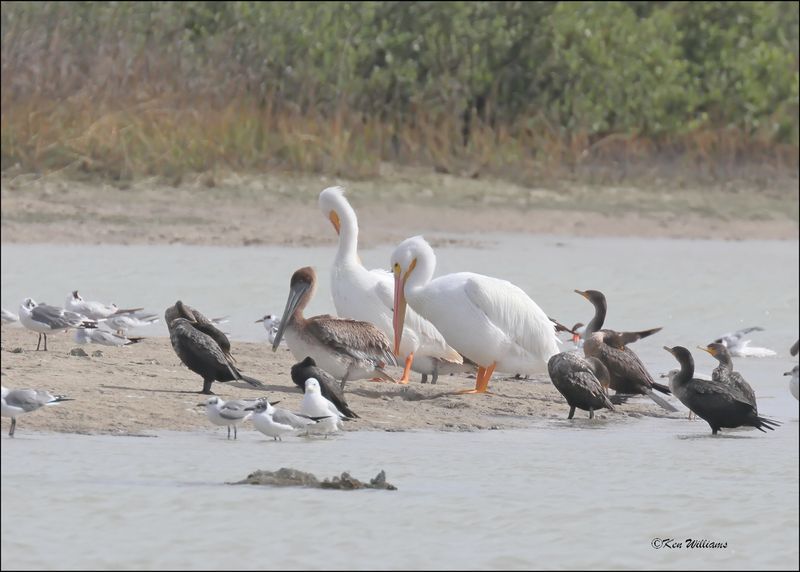 Pelicans