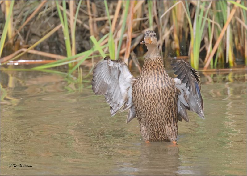 Mottled Duck female, S. Padre Island, TX, 1-13-2024_3999Dz.jpg