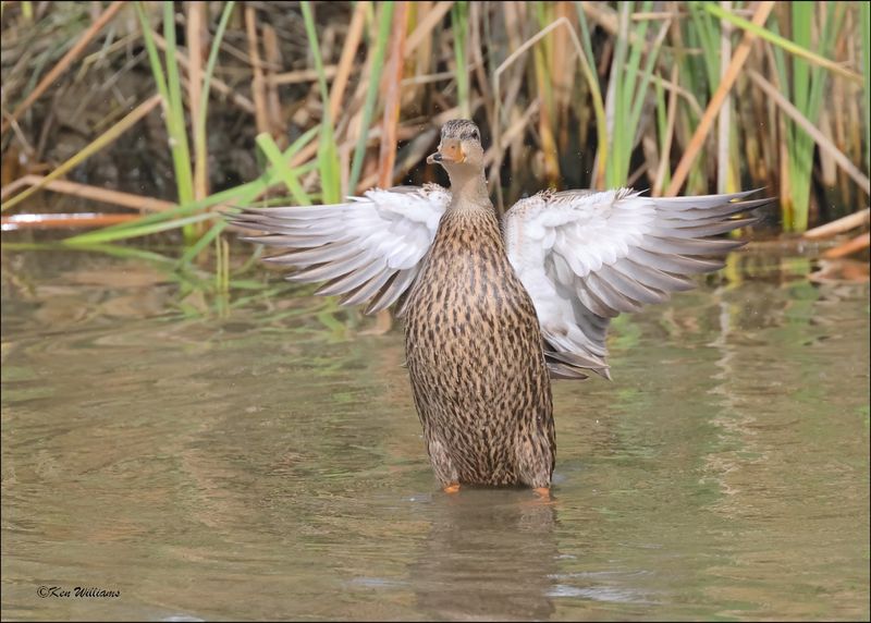 Mottled Duck female, S. Padre Island, TX, 1-13-2024_4000Dz.jpg