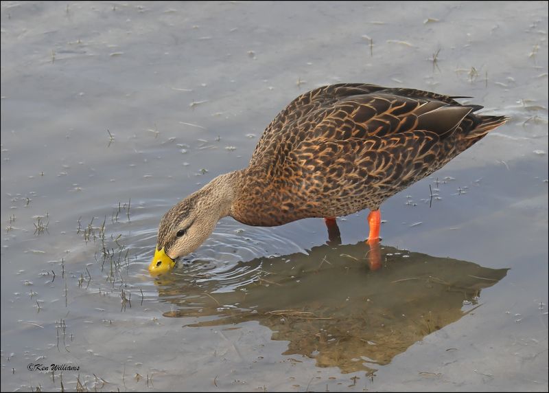Mottled Duck male, S. Padre Island, TX, 1-13-2024_3325Dz.jpg