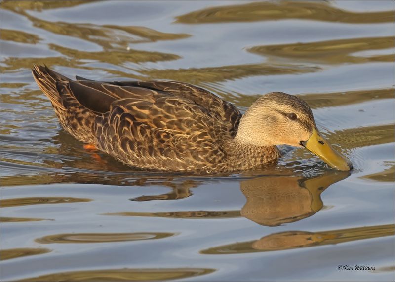 Mottled Duck male, S. Padre Island, TX, 1-13-2024_6419Dz.jpg