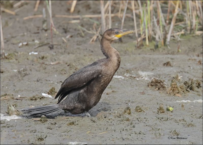 Neotropic Cormorant juvenile, S. Padre Island, TX, 1-13-2024_3966Dz.jpg