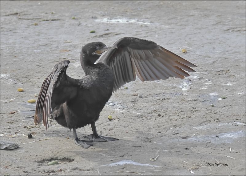 Neotropic Cormorant, S. Padre Island, TX, 1-13-2024_3289Dz.jpg