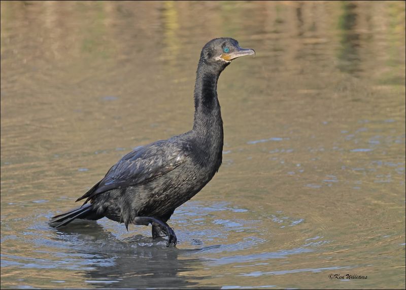 Neotropic Cormorant, S. Padre Island, TX, 1-13-2024_5936Dz.jpg