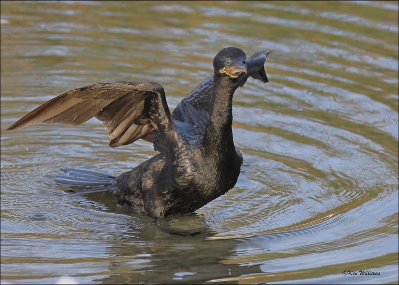 Neotropic Cormorant, S. Padre Island, TX, 1-13-2024_5985Dz.jpg