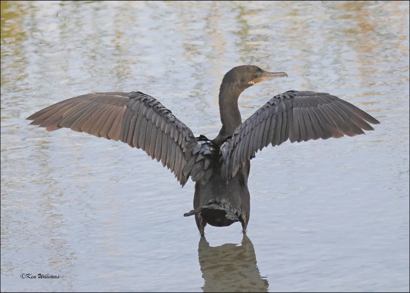 Neotropic Cormorant, S. Padre Island, TX, 1-13-2024_6187Dz.jpg