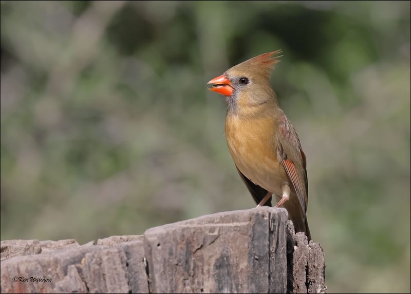 Northern Cardinal female, Resaca de la Palma SP, TX, Brownsville, 1-11-2024_0342Dz.jpg