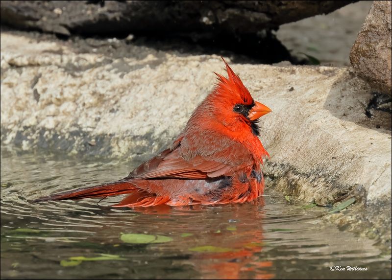 Northern Cardinal male, Resaca de la Palma SP, TX, Brownsville, 1-11-2024_0365D-z.jpg