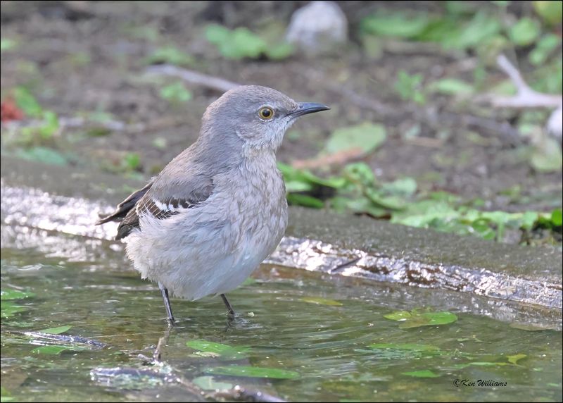 Northern Mockingbird, Laguna Vista, TX, TX, 1-14-2024_8049Dz.jpg