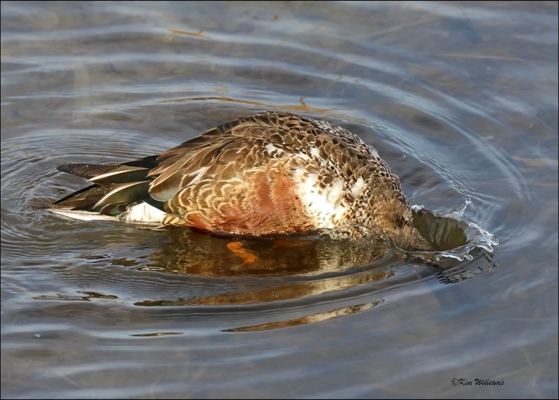 Northern Shoveler male, Port Aransas, TX, 1-16-2024_0090Dz.jpg