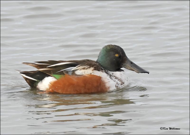 Northern Shoveler male, Port Aransas,TX, 1-17-2024_0517Dz.jpg