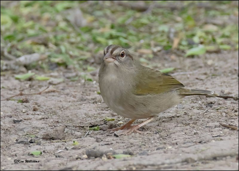Olive Sparrow, Resaca de la Palma SP, TX, 1-12-2024_0010Dz.jpg