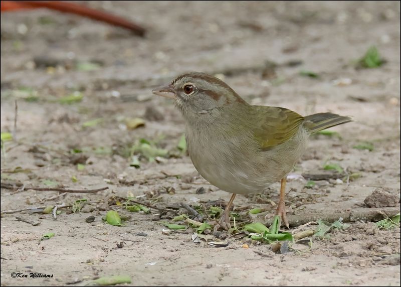 Olive Sparrow, Resaca de la Palma SP, TX, 1-12-2024_0015Dz.jpg